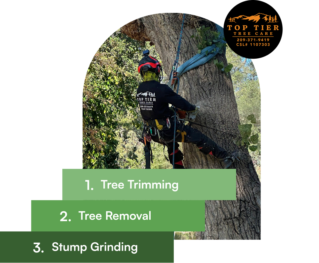 Top Tier Tree Care - Tree Service Professional